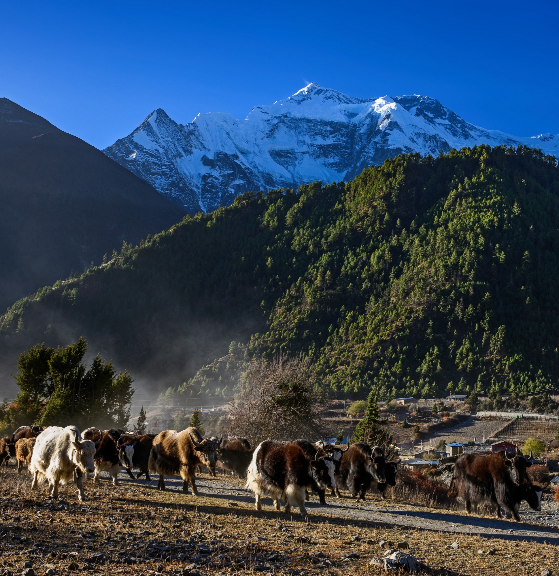 Trekkers on the Annapurna trail near Manang