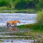 Nature and Wildlife