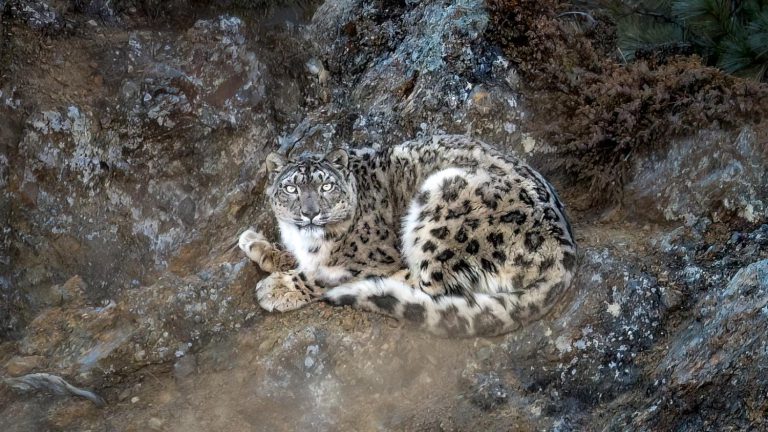Snow Leopard Haven: Manang Wildlife Experience